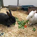 RABBIT AWARENESS WEEK 2019  Free health checks & claw clipping for your rabbits & guinea pigs (+ free microchipping for rabbits!)