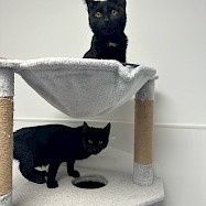 Cats: Lenny and Lilith