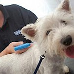 Past Events    -    Microchipping Day