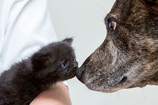 Five rescued kittens....and clever Meg