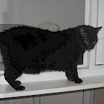 UPDATE !!     - PLEASE HELP US FIND A NEW HOME FOR "SOOTY"