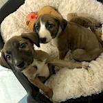Puppies - Update