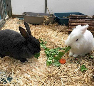 RABBIT AWARENESS WEEK 2019  Free health checks & claw clipping for your rabbits & guinea pigs (+ free microchipping for rabbits!)