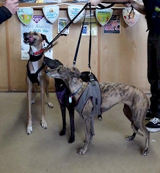 JOEY has a home !!!   .....with two lovely sisters :)