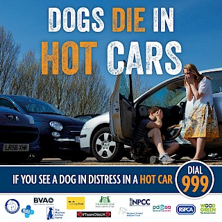 Dogs die in hot cars !!