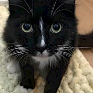 Cats: Jasmin