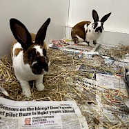 Rabbits: LeBun James & Prince Harery
