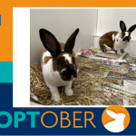 Happy Adoptober!