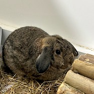Rabbits: Fruit and Pastille