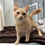 Cats: Elmo
