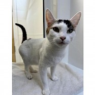 Cats: Robin