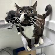Cats: Stitch and Button
