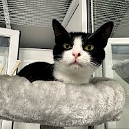 Cats: Jaffa