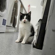 Cats: Mercedes