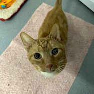 Cats: Sid