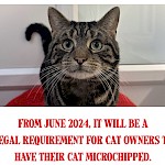 Microchipping your cat becomes a legal requirement in June this year - are you ready?