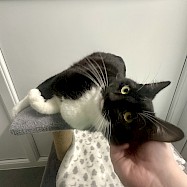 Cats: Buddy