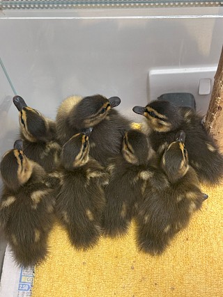 Spring time means new wildlife arrivals here at the centre!