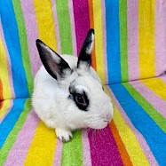 Rabbits: Fuzz Aldrin
