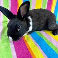 Rabbits: Jon Bun Jovi