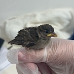 Warmer weather means the appearance of lots of baby birds - but how do we know when they need help?