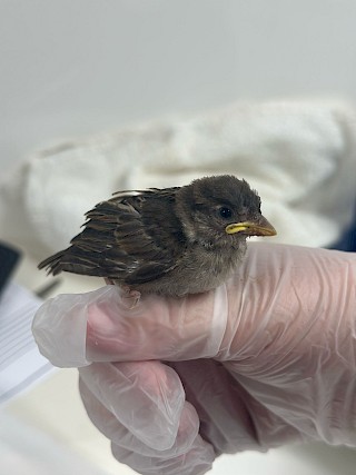 Warmer weather means the appearance of lots of baby birds - but how do we know when they need help?