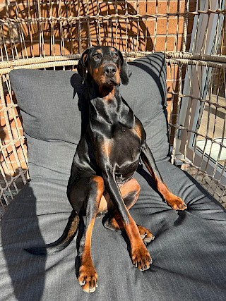 Keeping our canine friends safe this summer!