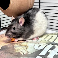 Small Furries/Other: Fudge