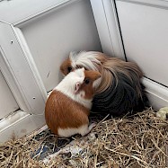 Small Furries/Other: Cosmo and Mojito
