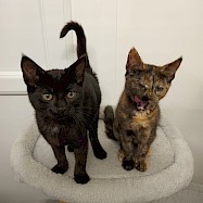 Cats: Dodge and Toyota