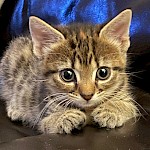 KITTEN FOOD APPEAL