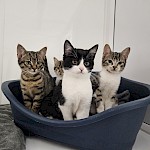 We are attending Gordon Riggs Christmas Fayre this November - will we see you there?