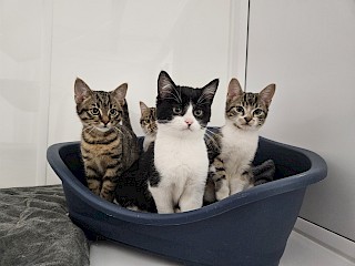 We are attending Gordon Riggs Christmas Fayre this November - will we see you there?