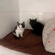 Cats: Sugarplum and Tiny Tim