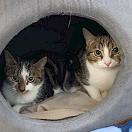 Cats: Penny and Wise