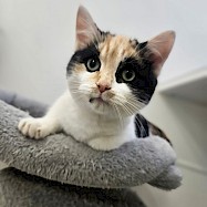 Cats: Nancy and Hopper