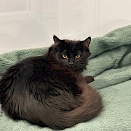 Cats: Jack and Sally