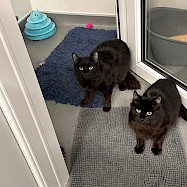 Cats: Oogie Boogie and Zero