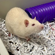 Small Furries/Other: Vixen and Rudolph