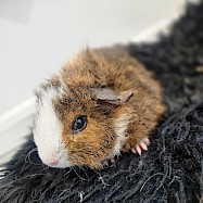 Small Furries/Other: Chipolata and Weiner