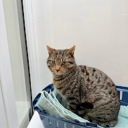 Cats: Chilli and Loki