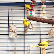 Small Furries/Other: Trio of canaries