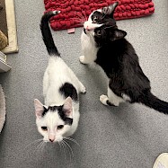 Cats: Victor and Reid