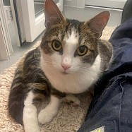Cats: Dave