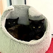 Cats: Pie and Chips