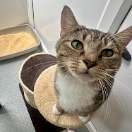 Cats: Marigold