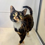 Cats: Daphne