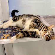 Cats: Scooby