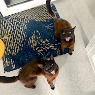 Cats: Ilya and Shane