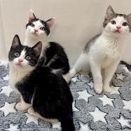 Cats: Shamrock & Co